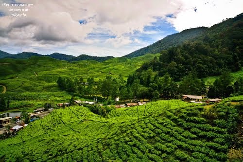 Menikmati Agrowisata Gunung Mas Di Bogor Tempat Wisata