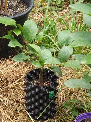 download pruning lemon trees download pruning lemon trees
