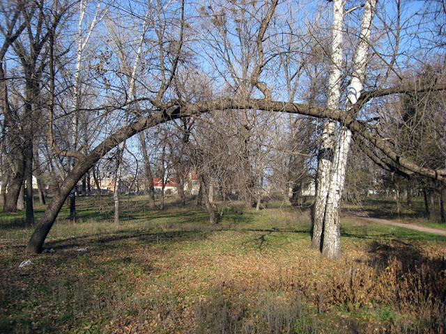 Wrestler tree