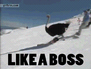 ostrich-skiing.gif
