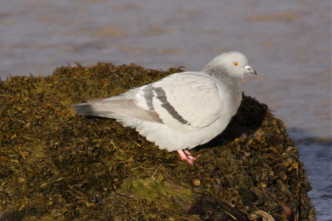 morgithology rock doves rock morgithology rock doves rock
