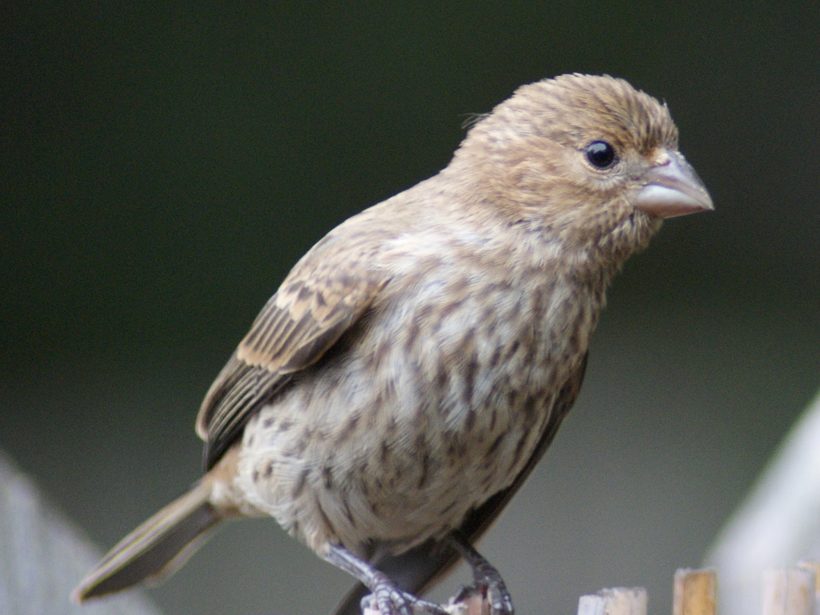 SE Texas Birding & Wildlife Watching Young Finches