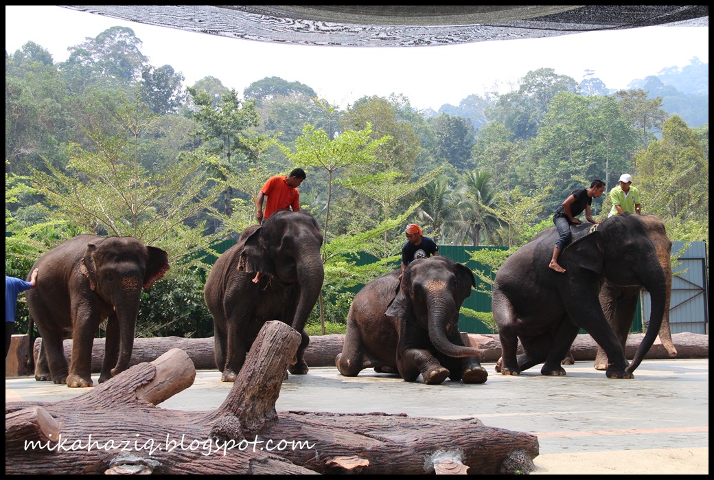 mikahaziq Elephant Sanctuary  Kuala Lumpur Day Trip