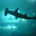 Concerning Sharks: It's about time