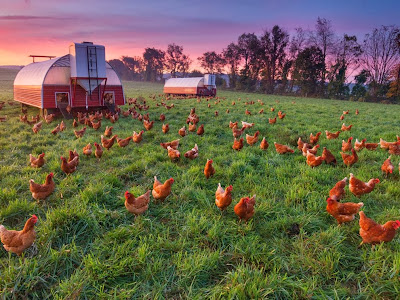 cruel chicken farming portlandia local organic 