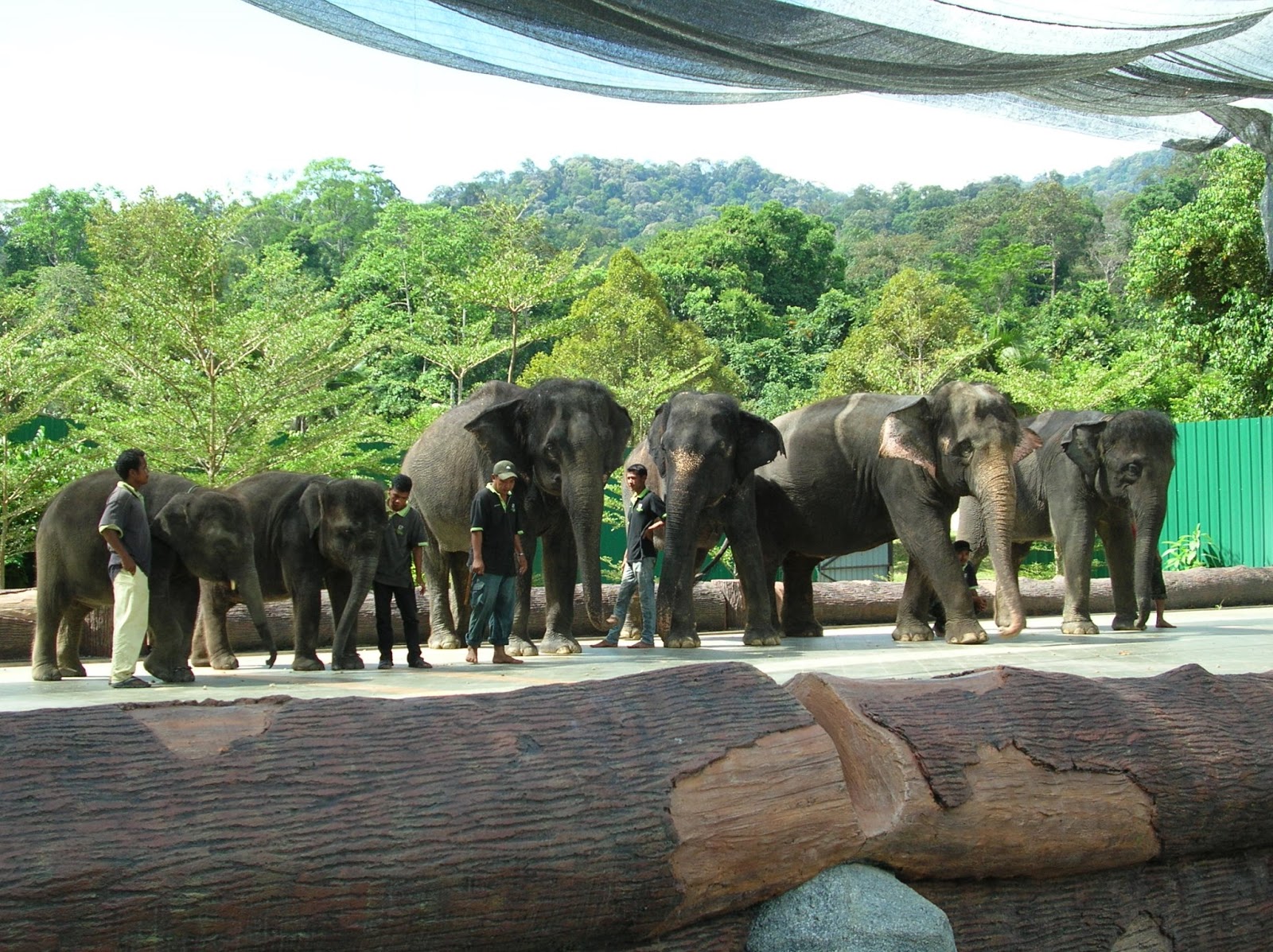Kuala Lumpur Short Getaway Day trip to Kuala Gandah Elephant Sanctuary