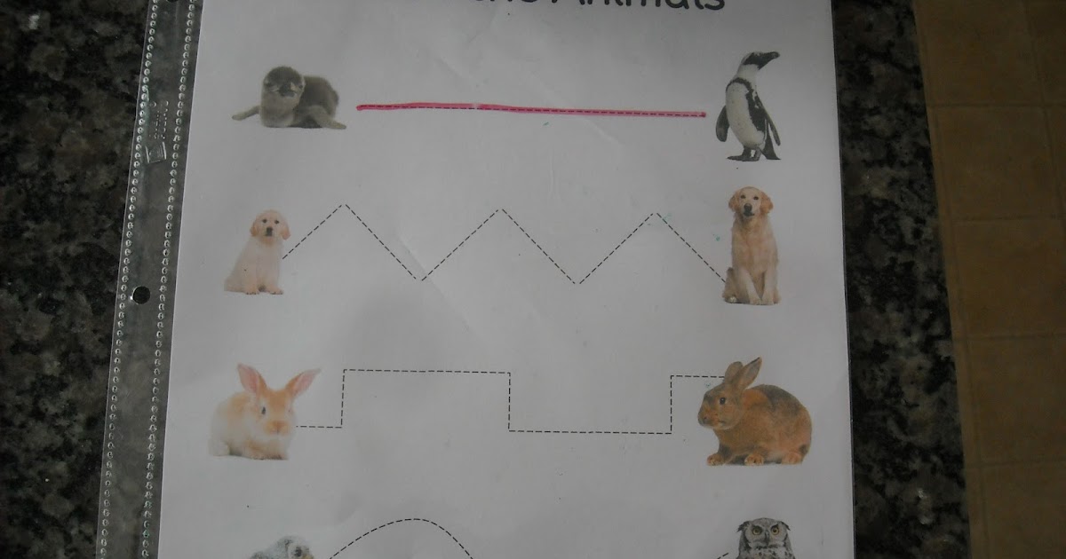 Preschool and More: Animal Babies and More