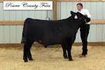 2012 Reserve Champion Steer