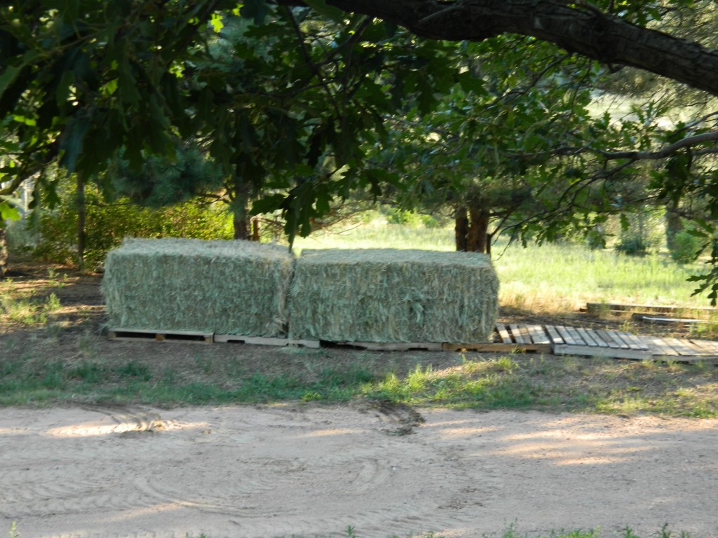 Meanwhile, back at the ranch... Hay! It's Eggstrordinary! We've gone