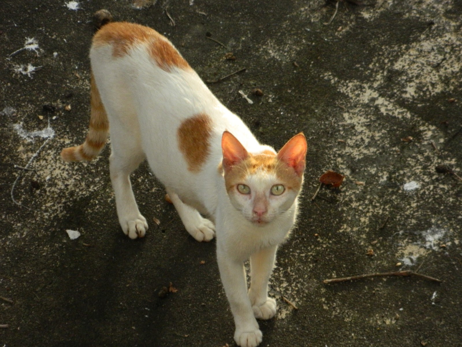 Indian Cat Picture Library