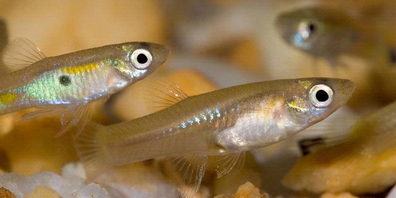Ikan Ini Bisa Bereproduksi Setelah Mati Bengkalis Pos