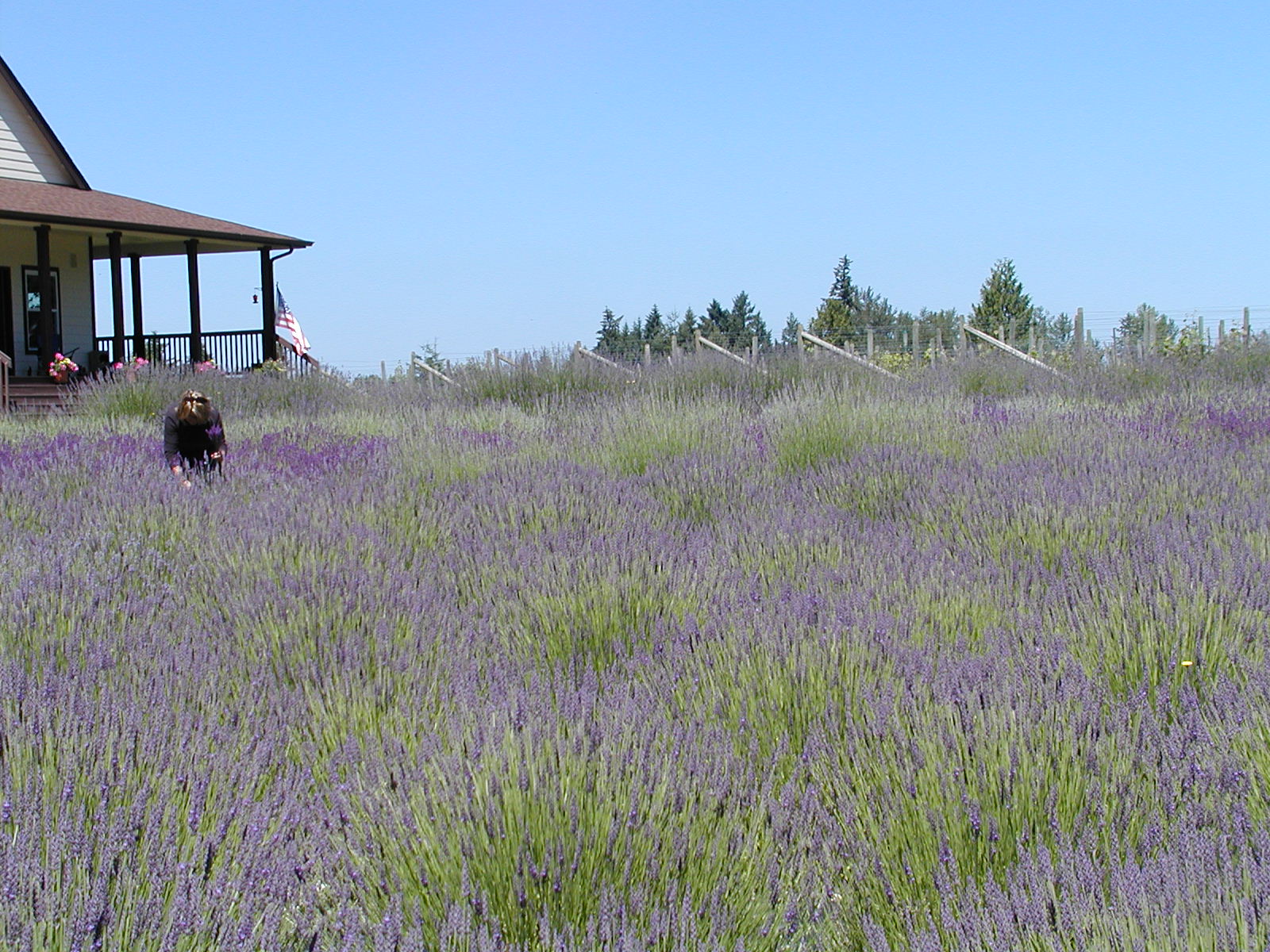 Visiting a few Lavender Farms in Washington