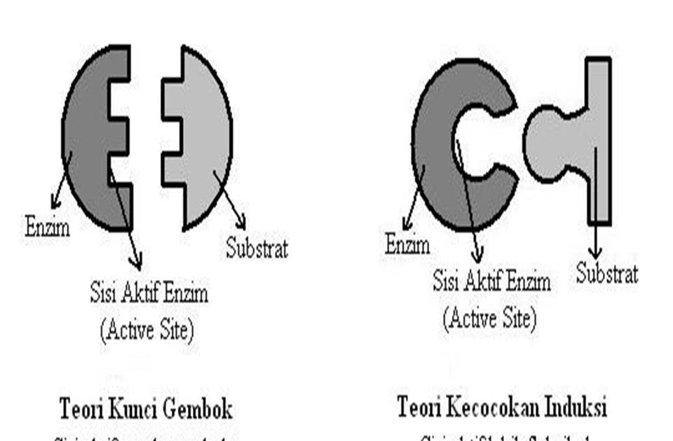 Multitalented And Smart Young Boy Metabolisme Sel Sistem Kerja Enzim Katalase