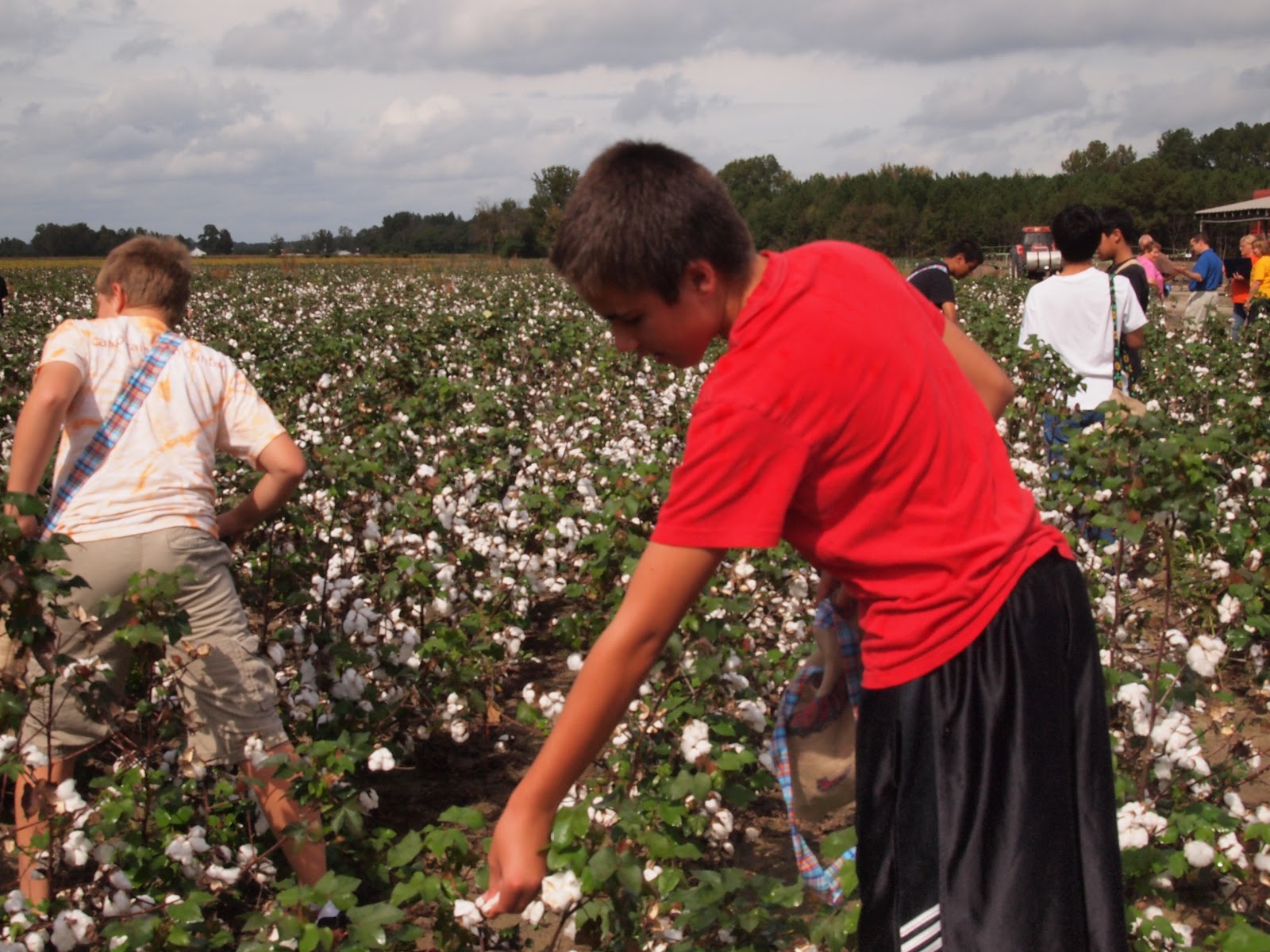 Vijaya Bodach Cotton Picking