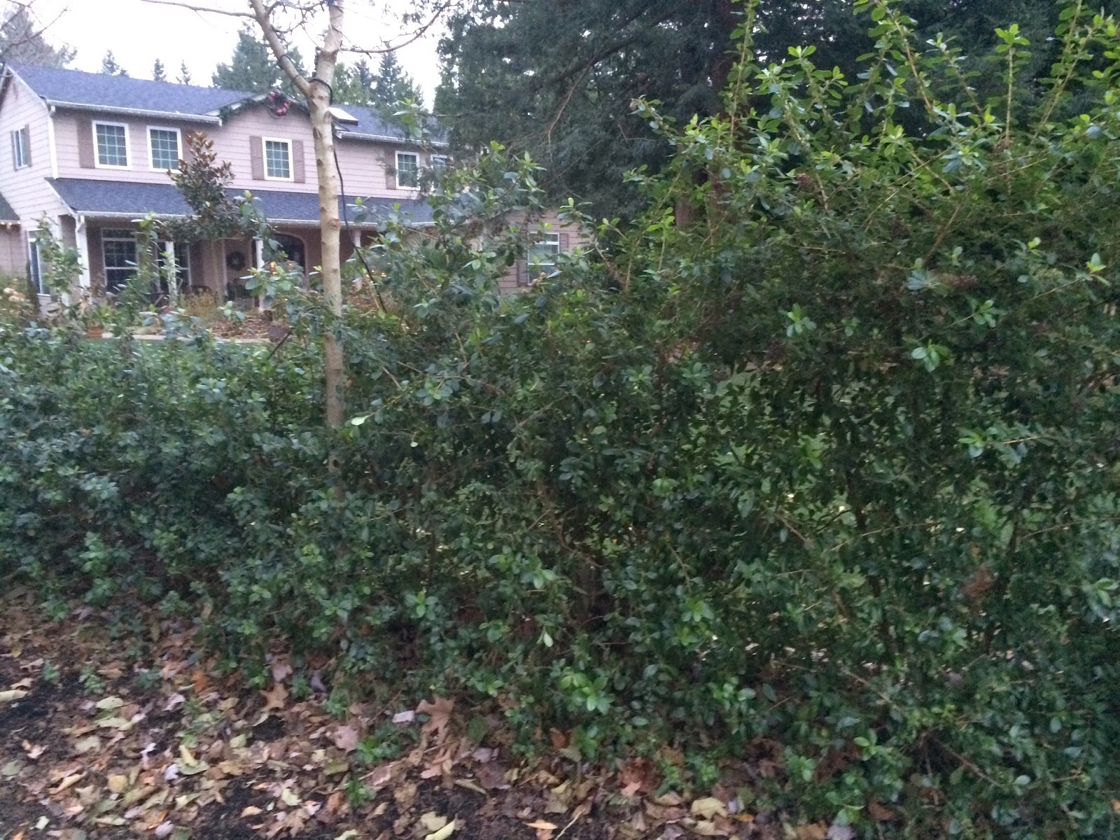 Ramblings From An English Garden Back To My Garden