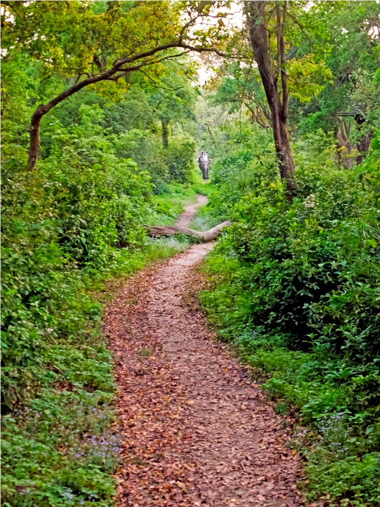 the jungle trail