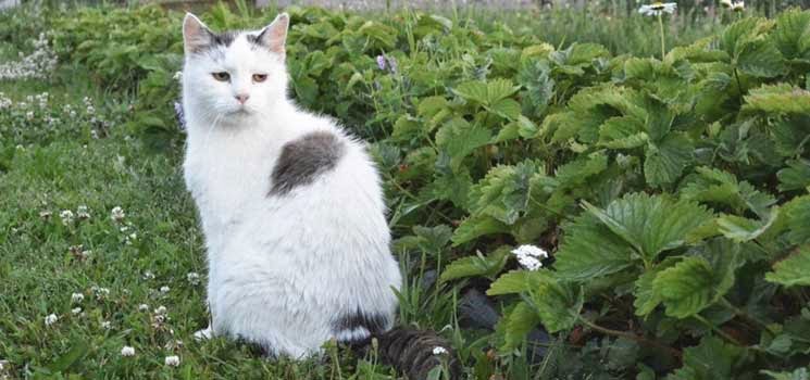 Kucing di luar rumah