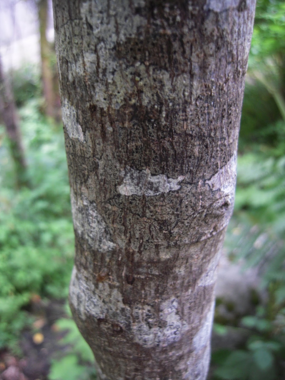 Liliana Usvat Reforestation and Medicinal use of the Trees