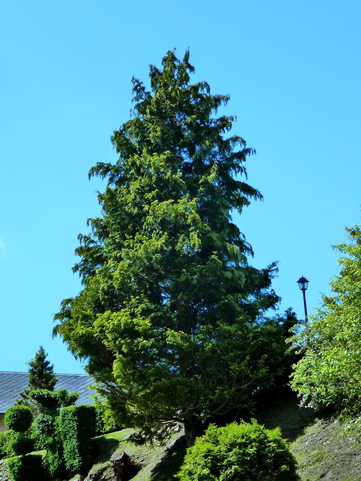 Árboles con alma: Ciprés de Lawson. Falso cedro de Oregón