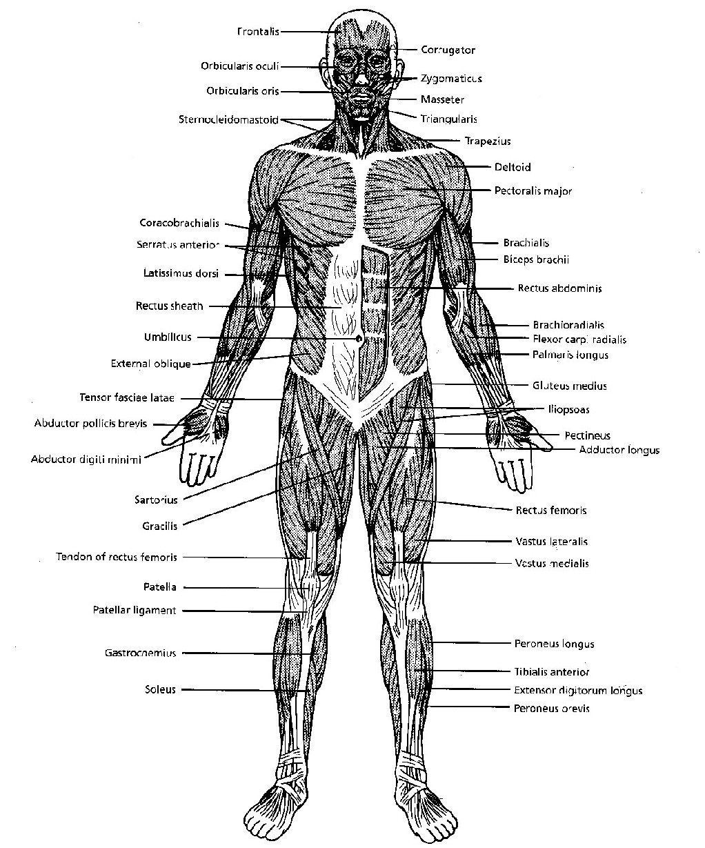 muscle spasm of neck icd 10