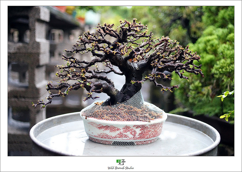 磯山椒 礒山椒・イソザンショウ/盆栽、多肉植物、塊根植物、観葉植物