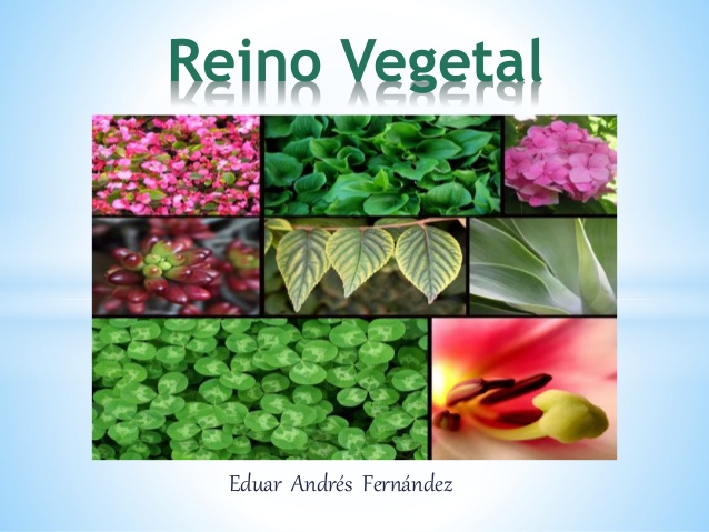 Los Reinos De La Naturaleza Reino Vegetal vrogue.co