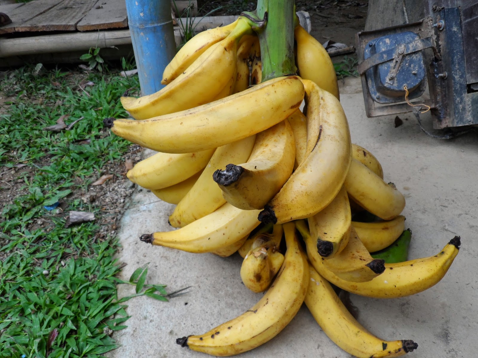 CULTIVAMOS PLÁTANO harton lo estamos TRANSFORMANDO A PATACONES ,CEL