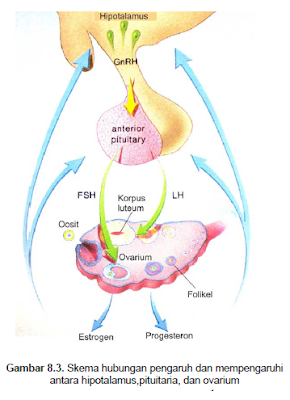 Kelenjar Endokrin Pituitaria (hipofise) 1