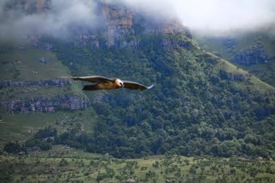 Bearded Vulture at Lotheni