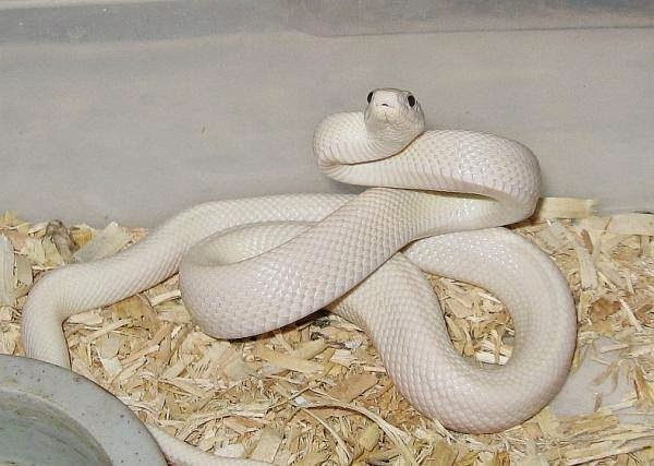 Featured image of post Imagens De Cobras Bonitas / Es bien sabido que el hecho de acoger a un animal es sinónimo de sumar un miembro más a nuestra familia y.