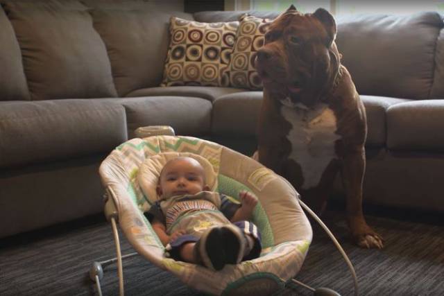 smita pani funfunky the biggest pitbull in the world is babysitting a newborn