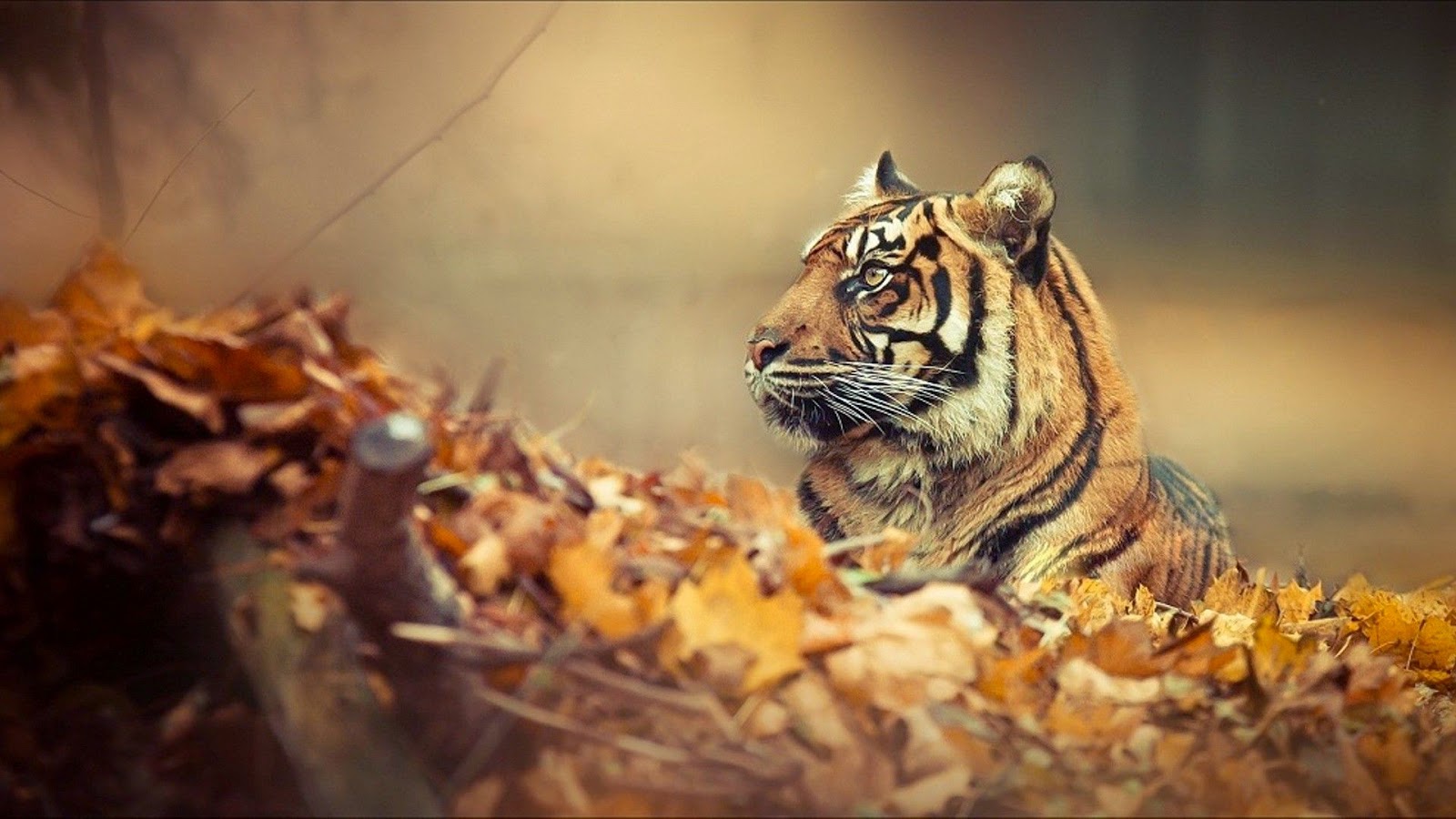 Rn Wallpapers 2014 Rn Wallpapers 2014
