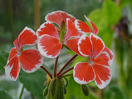 Älskade pelargoner...