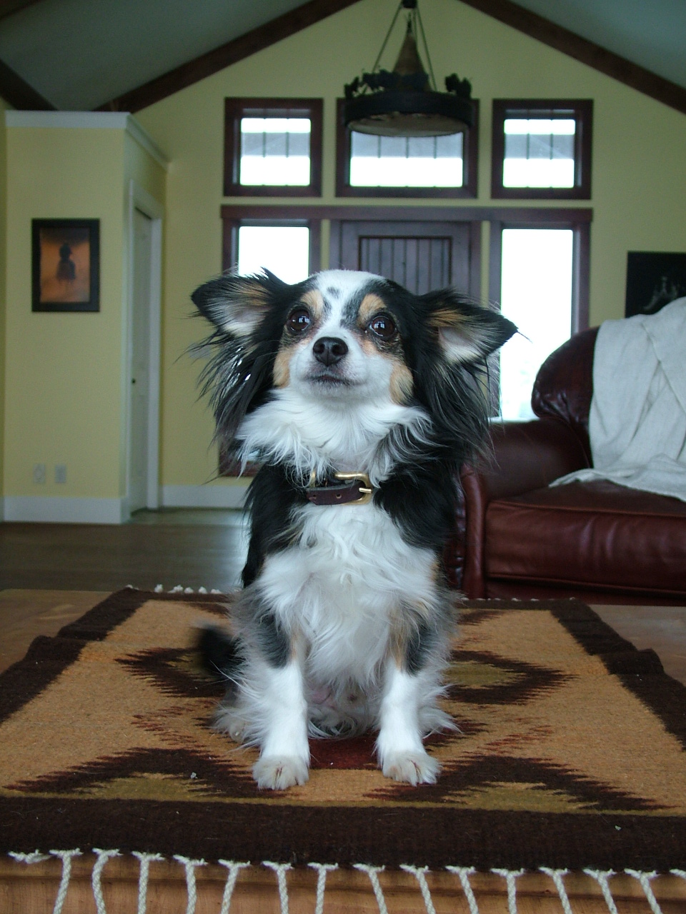 Phantom Ridge Border Collies Hair cut