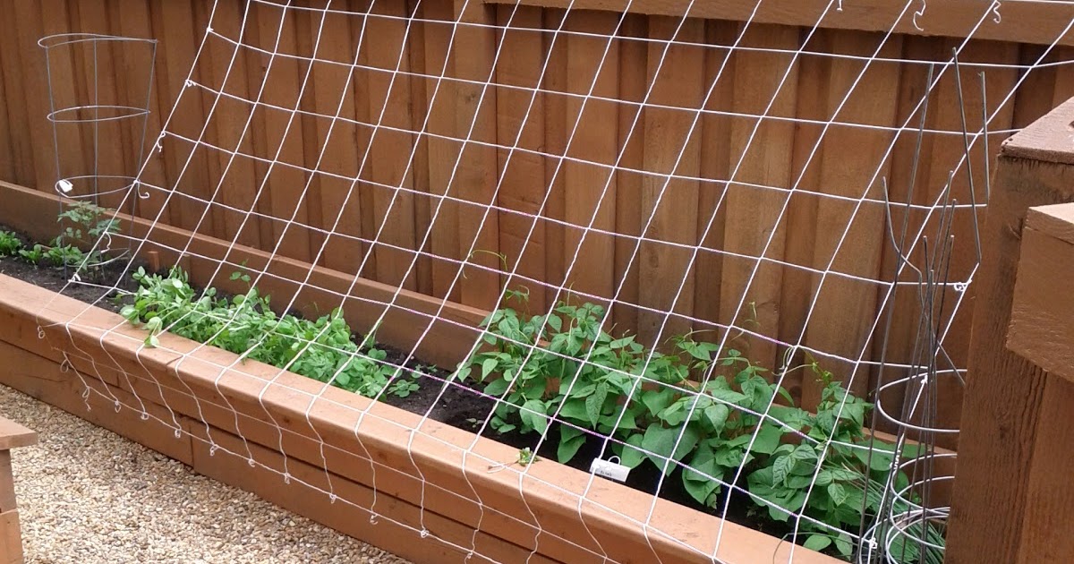 Green Bean Trellis Installed 2011