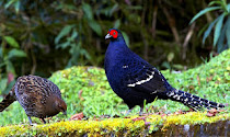 Mikado Pheasant