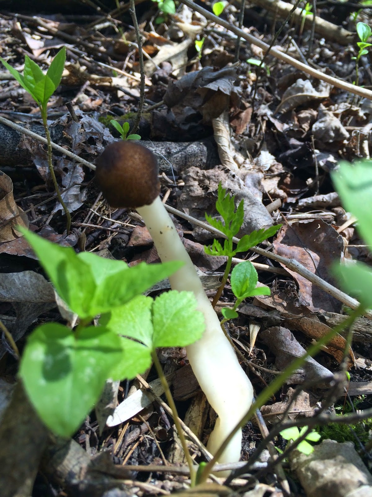 Becki Melvie Foraging 101 {How to Hunt for Morel Mushrooms}