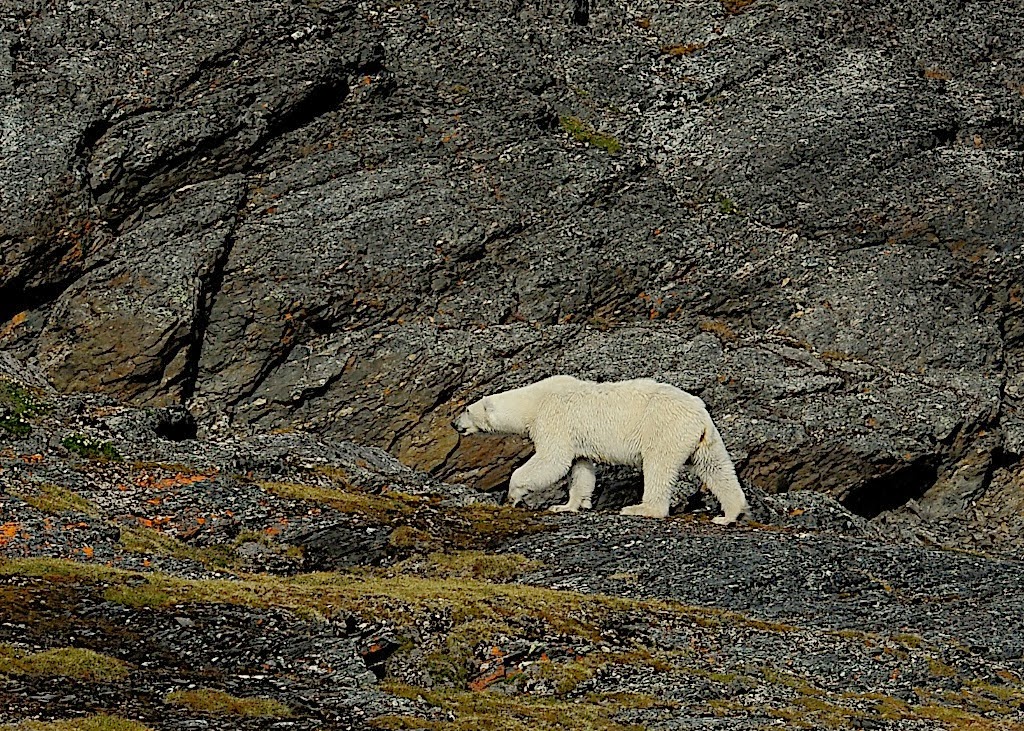 Antelope Valley College Blog Are Polar Bears Going Extinct?