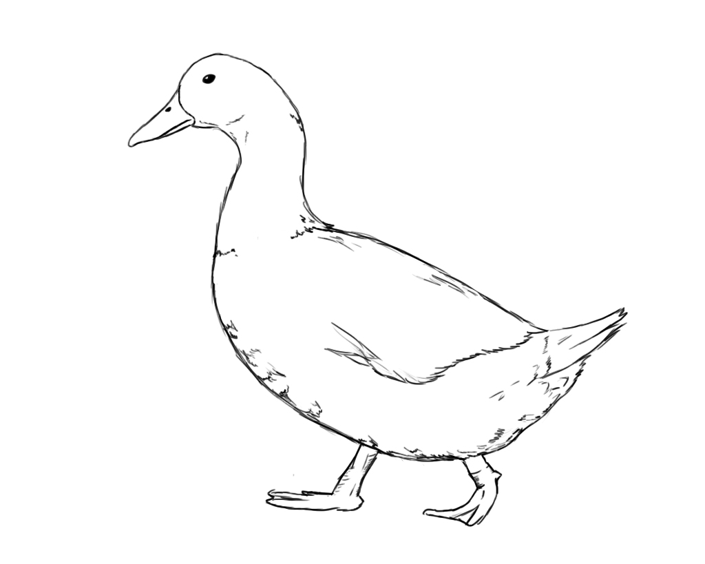 How To Draw A Duck - Draw Central