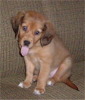 Chihuahua Retriever Mix