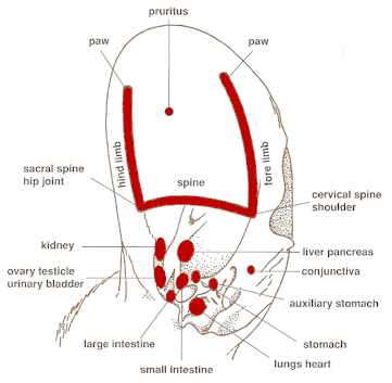 Free Reflexology For Dogs Chart