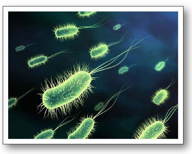 Bactérias, vida “simples”.