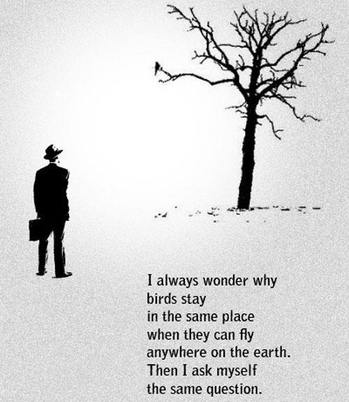 Résultat de recherche d'images pour "i wonder why birds stay in the same place"