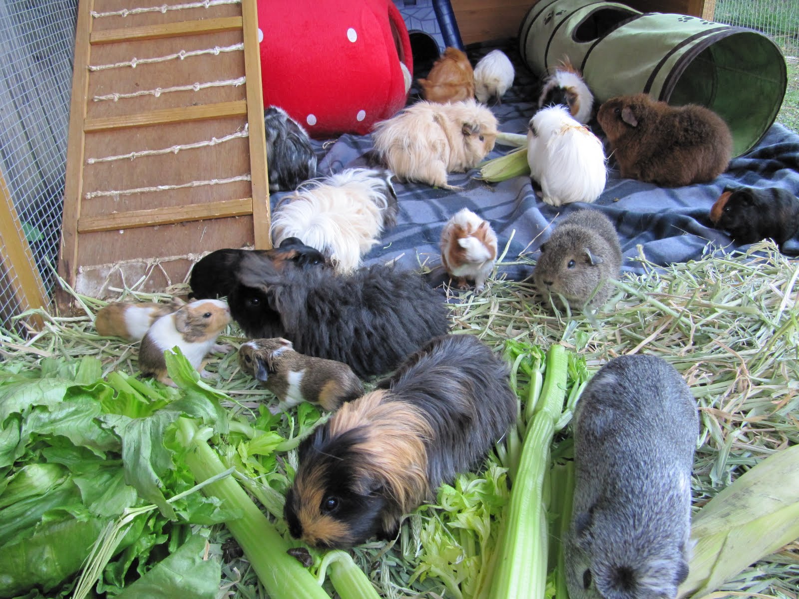 all things guinea pig