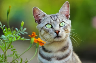 Charming Quotes About Cats Charming Quotes About Cats