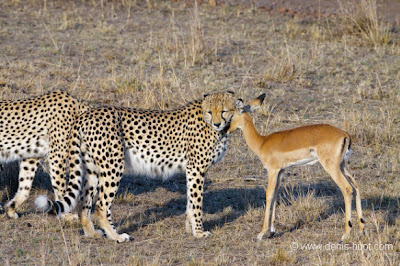 Luar biasa Persahabatan antara Hewan Cheetah dan Impala