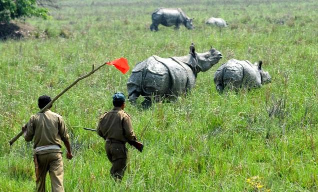 Rhino poaching in india image
