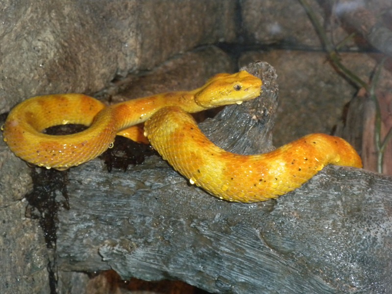 The Zoo Review A Paper Tiger, a Defanged Snake