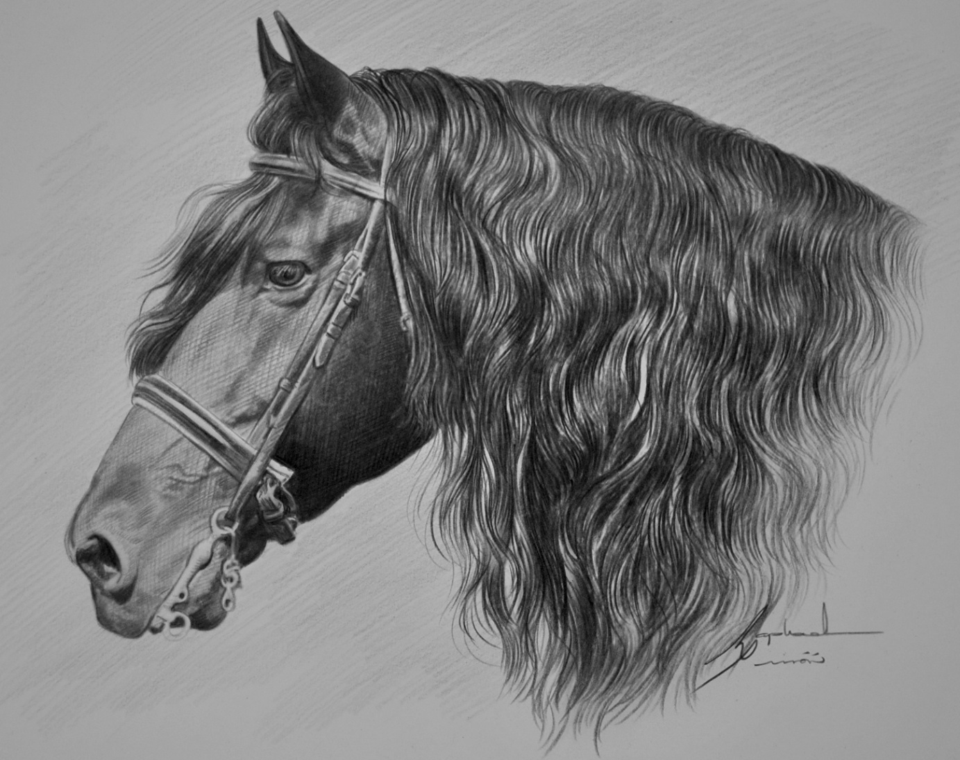 Frison