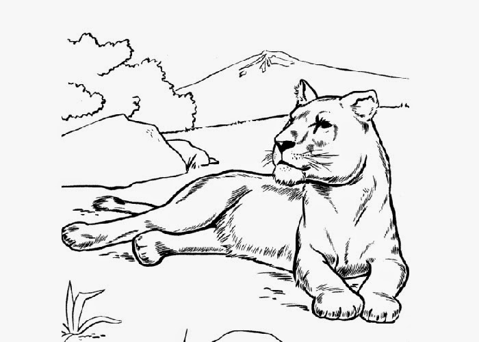 Lioness coloring page | Free Coloring Pages and Coloring Books for Kids